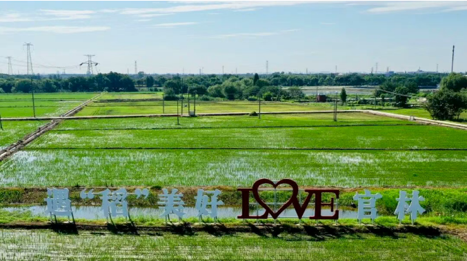 官林鎮(zhèn)入選省級耕地保護激勵單位！